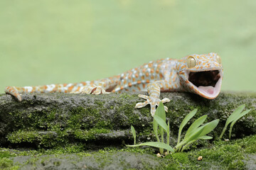 A tokay gecko is basking on moss-covered ground. This reptile has the scientific name Gekko gecko.