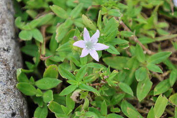 Small white flower on green grass background