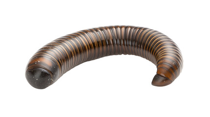 Giant millipede Arthropleura  available PNG on white background