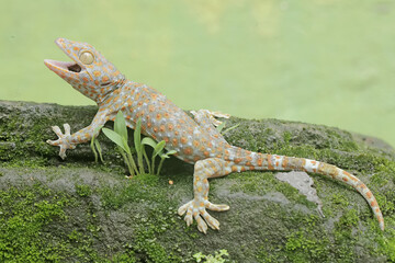 A tokay gecko is basking on moss-covered ground. This reptile has the scientific name Gekko gecko.