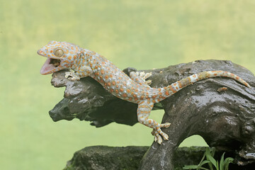 A tokay gecko is basking on moss-covered ground. This reptile has the scientific name Gekko gecko.