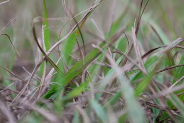 Grass in the grass closeup photo