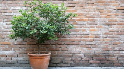 Potted tree against rustic brick wall showcasing calmness and nature in an urban setting