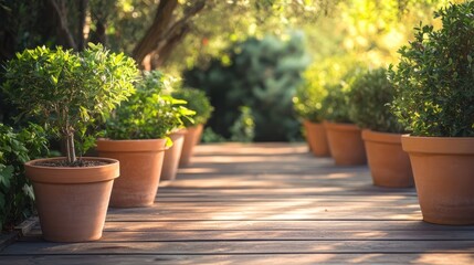Lined terracotta pots with lush greenery on wooden floor creating a serene garden pathway ambiance under soft natural lighting