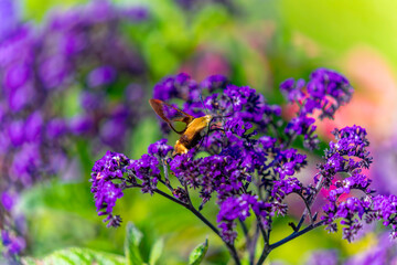 Hummingbird hawk - moth (Macroglossum stellatarum)
