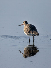 Black-tailed Godwit (Limosa limosa) in winter plumage standing in water with reflection