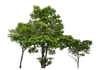 Obraz premium Green trees isolated on transparent background with clipping path and alpha channel.