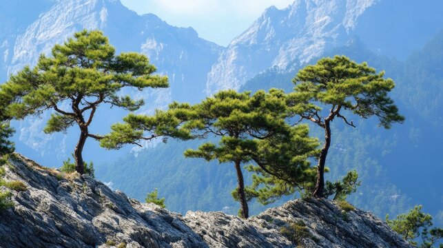 Majestic pine trees on rocky mountain landscape with breathtaking views of surrounding peaks and clear blue sky in the background