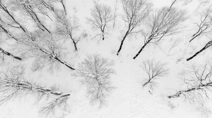 Aerial view of bare trees covered in fresh snow creating a serene winter landscape