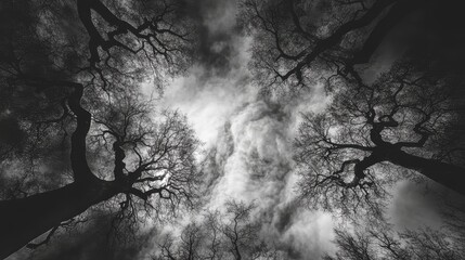 Black and white view of bare trees silhouetted against a dramatic cloudy sky from a low angle perspective