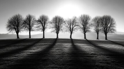 Fototapeta premium Silhouetted trees casting long shadows in backlight with a serene landscape in monochrome tones perfect for artistic and nature themes