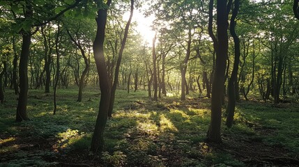 Naklejka premium Serene forest landscape with sunlight filtering through lush trees creating a tranquil and peaceful atmosphere in woodlands.