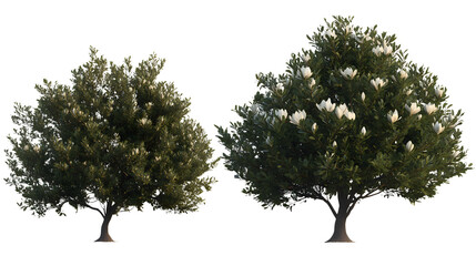 Magnolia grandiflora set frontal tree and bush isolated png on a transparent background perfectly cutout (southern magnolia, bull bay) Magnoliaceae