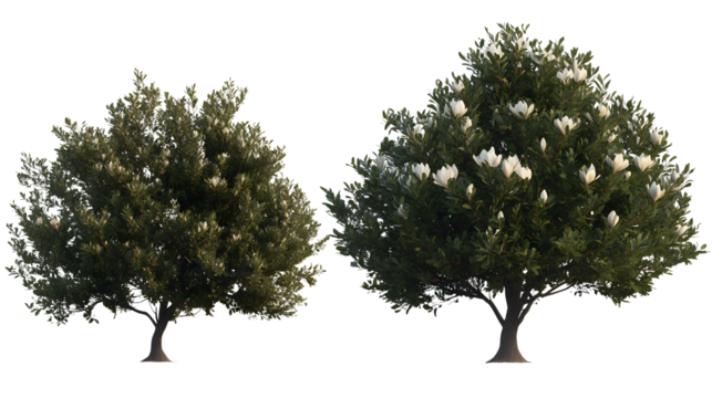 Magnolia grandiflora set frontal tree and bush isolated png on a transparent background perfectly cutout (southern magnolia, bull bay) Magnoliaceae