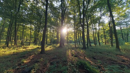 Naklejka premium Sunlight filtering through lush trees in a serene forest landscape, creating a warm and inviting woodland atmosphere.