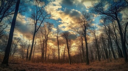 Obraz premium Winter forest scene with barren trees and dramatic clouds against a colorful sky highlighting nature's serene beauty in the season.
