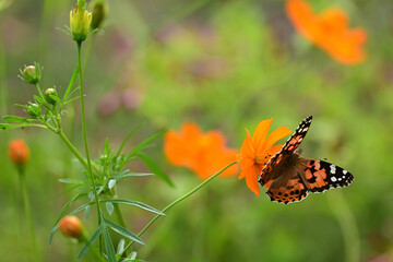 A colorful butterfly known as painted lady.