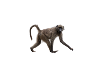 Baboon monkey isolated on white, transparent. National park, South Africa. Primate animal walking