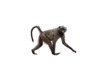 Fototapete Baboon monkey isolated on white, transparent. National park, South Africa. Primate animal walking © Rawf8