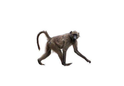 Baboon monkey isolated on white, transparent. National park, South Africa. Primate animal walking