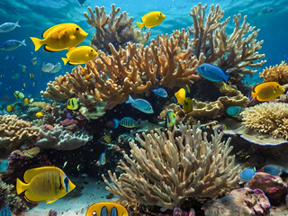 Fototapeta premium coral reef with fish