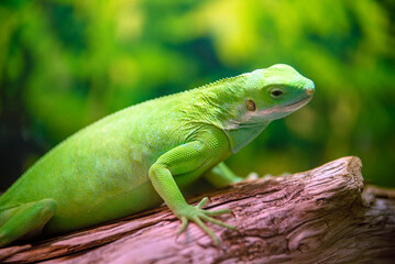 green iguana peeking from behind a rock