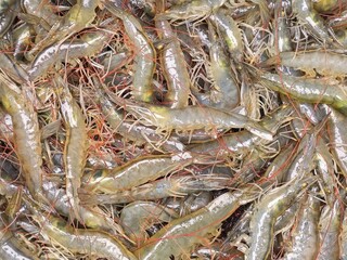 Freshly Harvested Vannamei Shrimp Ready for Market