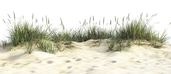 Beach Isolated on White Background - Sandy Shoreline