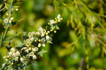 Anchor plant flowers