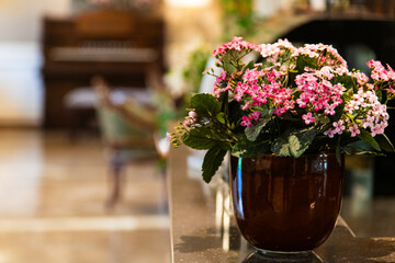 flower pot in the living room