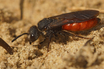 Closeup on a colorful red cleptoparasite White-lipped Blood Bee, Sphecodes albilabris