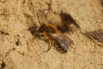 Closeup on a male Early cellophane solitary bee, Colletes cunicularius sitting on the ground