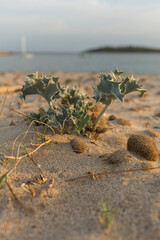Stranddistel -  Eryngium maritimum