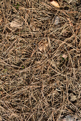 Black pine dry needles on the ground