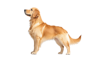 A golden retriever stands elegantly, showcasing its beautiful coat and confident posture.