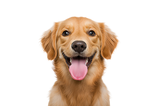 A golden retriever with a happy expression and tongue out, showcasing its friendly and playful nature. - Powered by Adobe