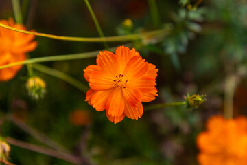 Close-up of the cosmos flower in orange color