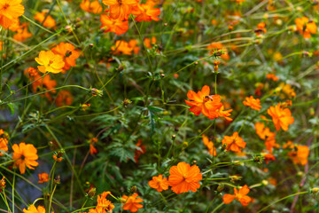 bee and cosmos flowers in the garden