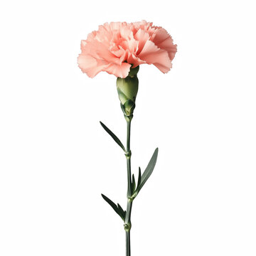 Fototapeta pink carnation flower isolated on transparent background Generative Ai.