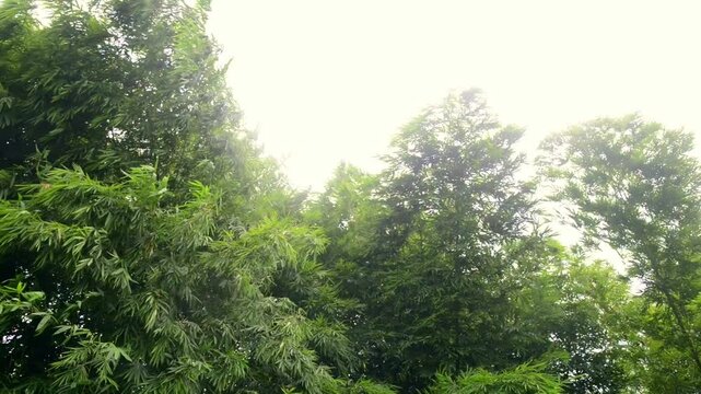 Bamboo in the Wind