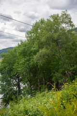 Fototapeta premium Green trees with bushes in the foreground and electric wires winding through the branches.