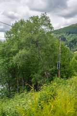 Obraz premium Electricity pole with wires in green trees in the Norwegian mountains.