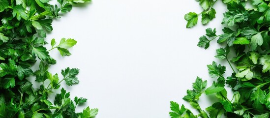 Obraz premium Fresh cilantro leaves arranged on a white background creating a vibrant and clean space perfect for adding text or graphics.