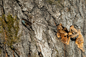 beautiful mottled blue butterfly has landed on a tree trunk with a hole carved into the bark on a sunny summer day.