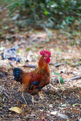 Free range chickens outdoors in the backyard.