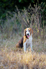 An adorable beagle dog sitting on the dried grass field.