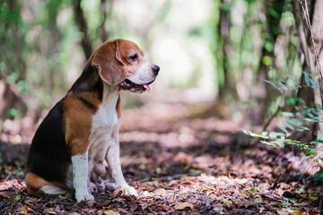 An adorable beagle dog sitting on the dried leaves in forest.