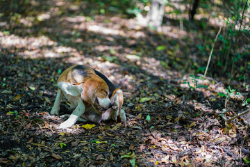 An adorable beagle dog is scratching its body on the dried leaves in forest.