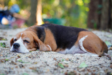 A cute tri-color  beagle dog lying on the sand.