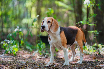 Portrait of a cute beagle dog standing on the floor which cover by dried leaves in the forest.